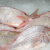 Dorade